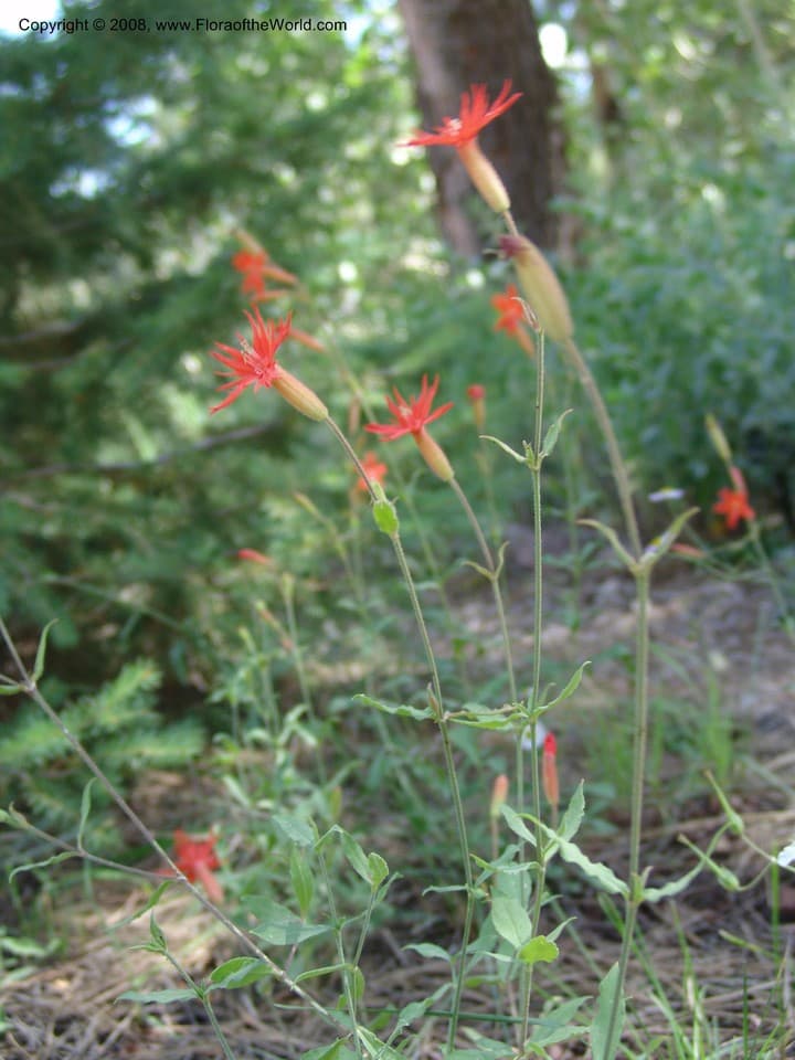 Silene laciniata Cav.