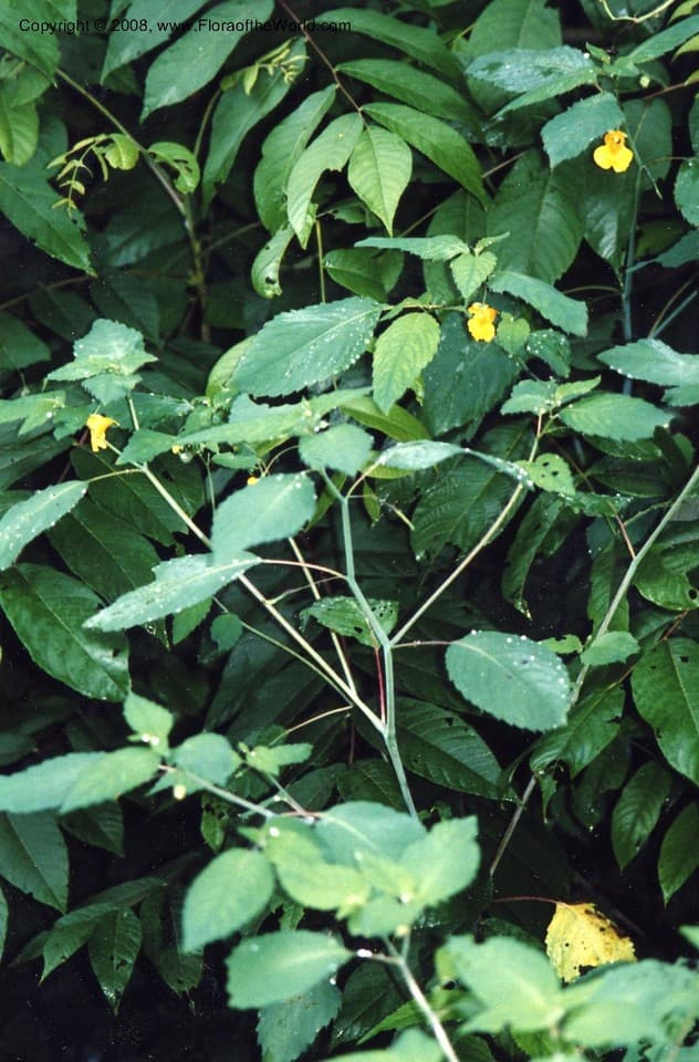 Impatiens pallida Nutt.