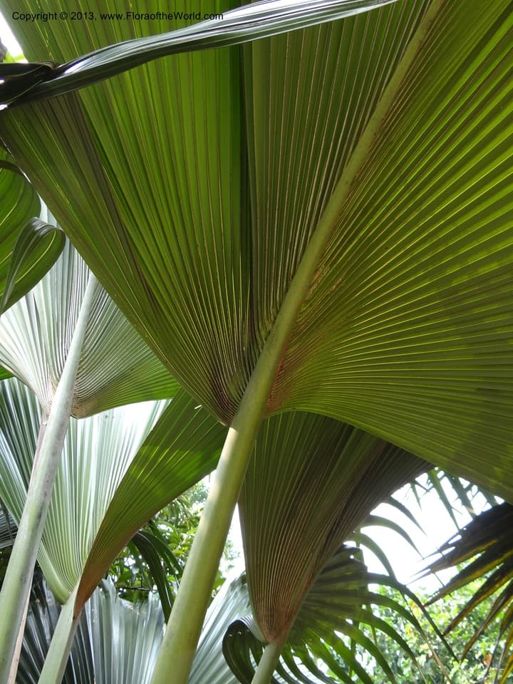 Arecaceae Lodoicea maldivica (J.F. Gmel.) Pers. ex H. Wendl.