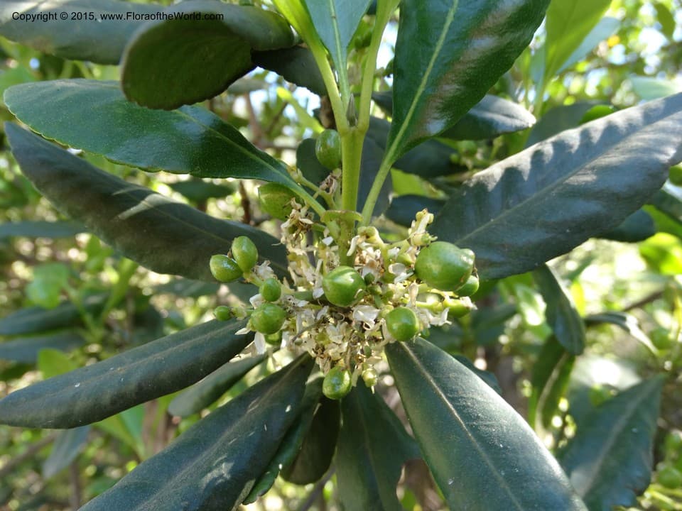 Rutaceae Pitavia punctata (Ruiz & Pav.) Molina