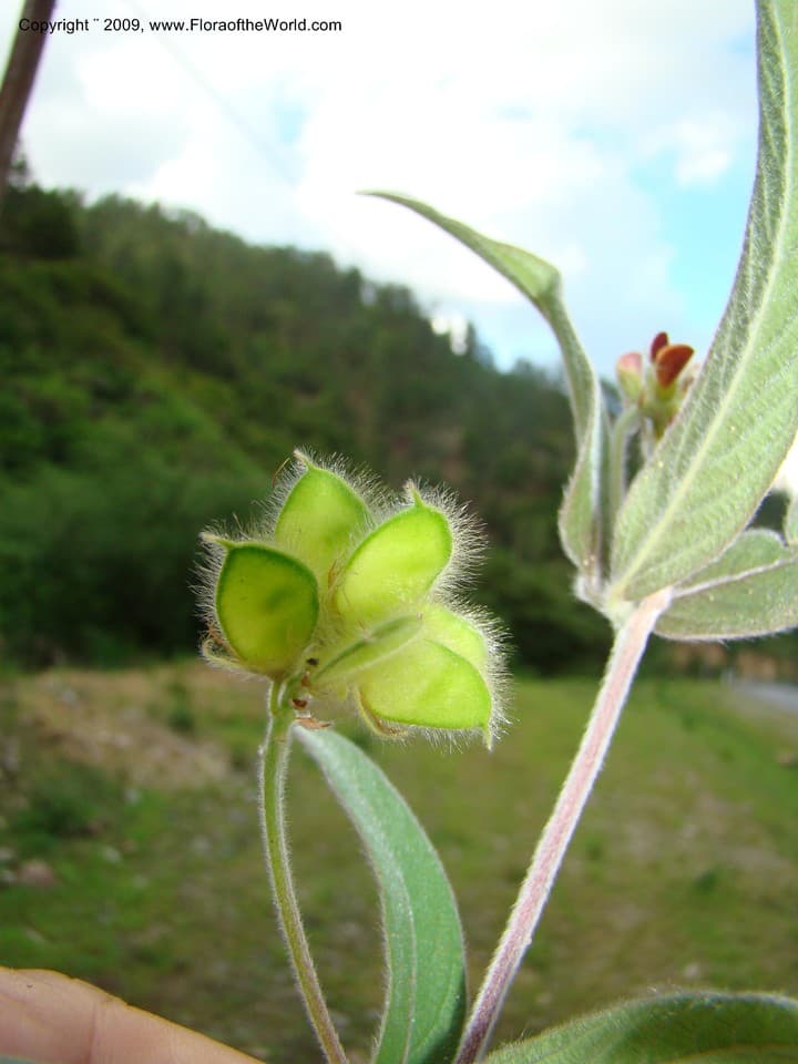 Eriosema pulchellum (Kunth) G.Don