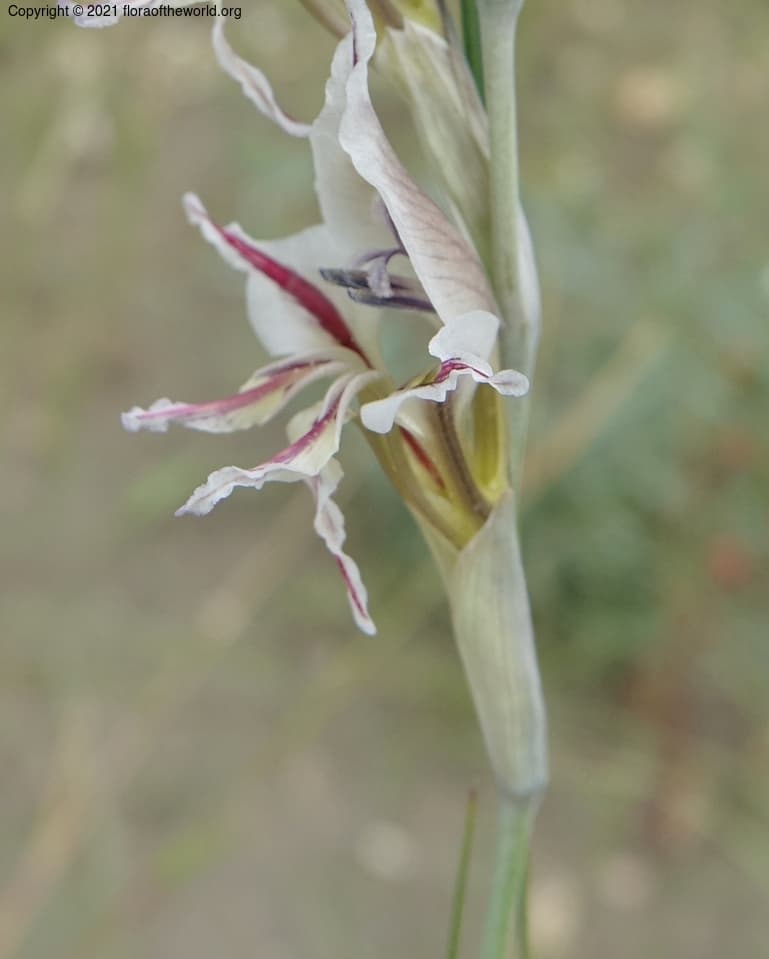Iridaceae Gladiolus permeabilis D. Delaroche