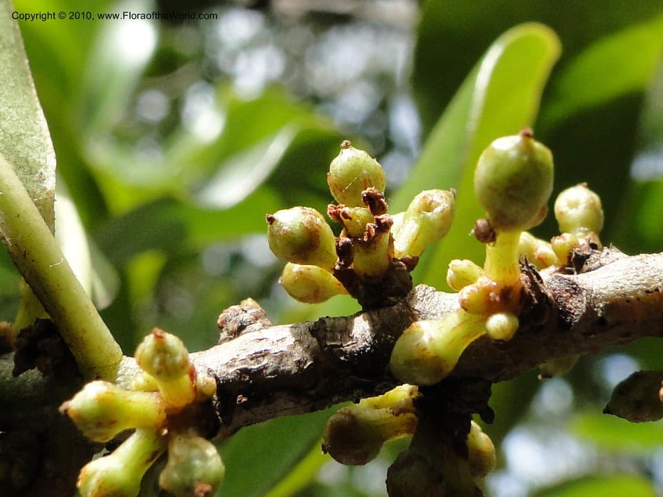 Primulaceae Rapanea punctata (Lam.) Lundell
