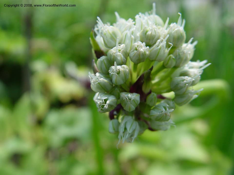 Amaryllidaceae Allium cepa L.