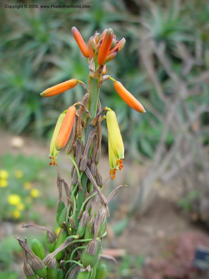 Aloe microstigma Salm-Dyck