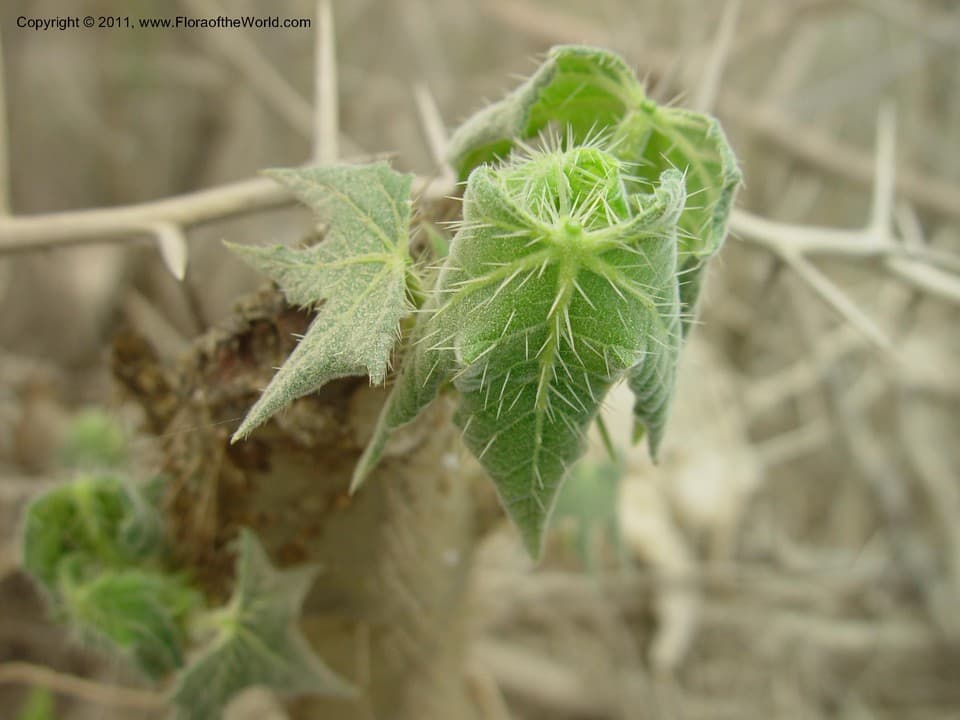 Cnidoscolus tubulosus (Müll.Arg.) I.M.Johnst.