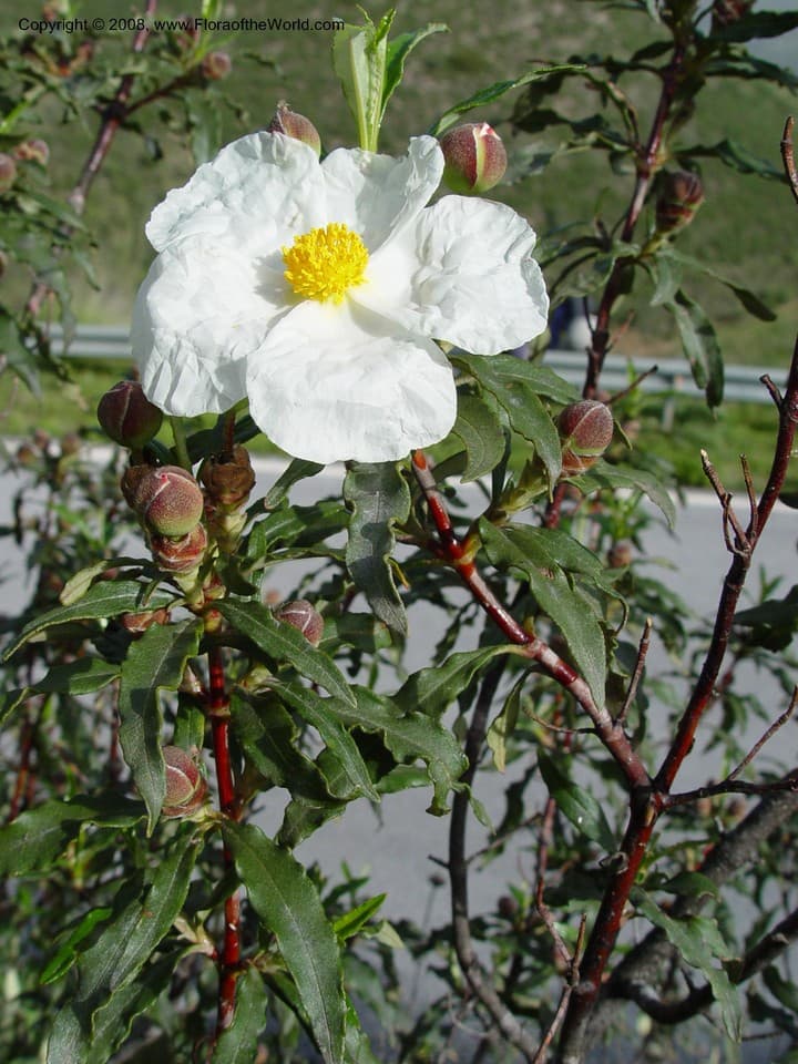 Cistus ladanifer L.