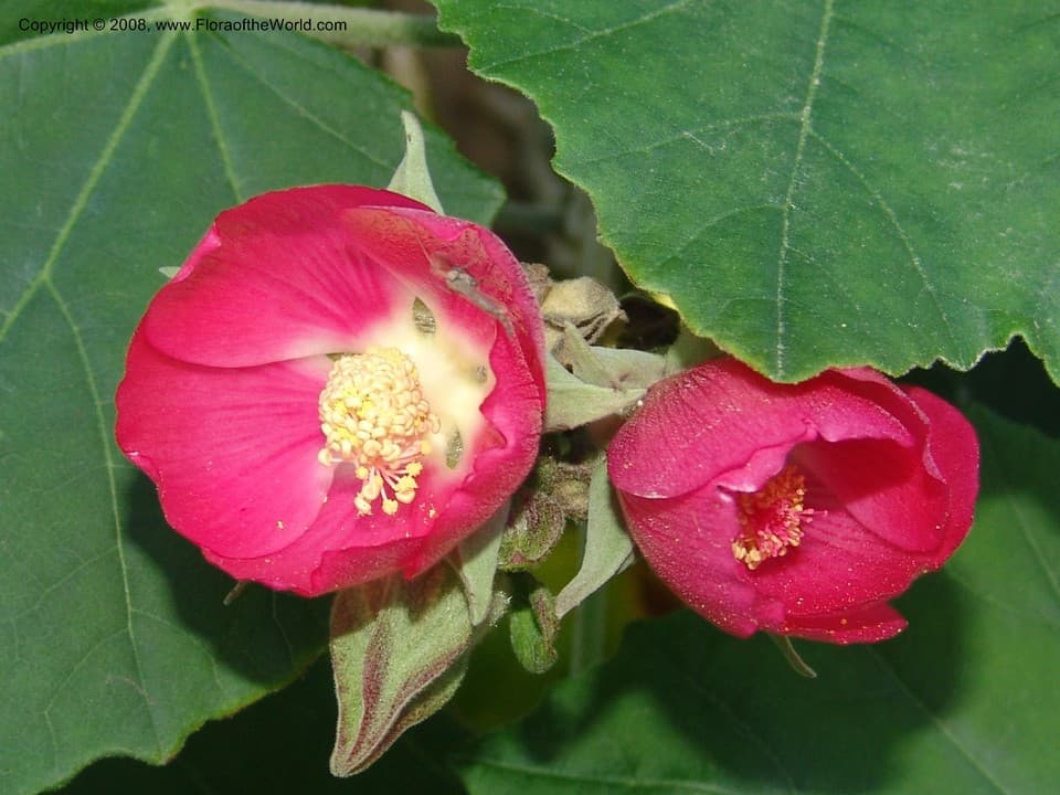 Malvaceae Phymosia umbellata (Cav.) Kearney