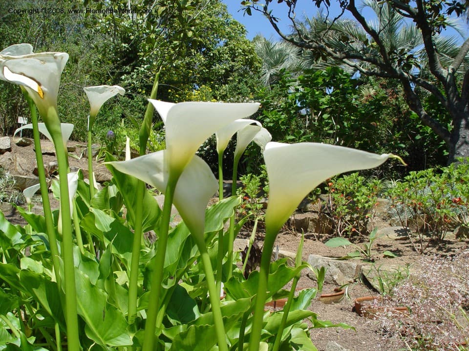Zantedeschia aethiopica (L.) Spreng.