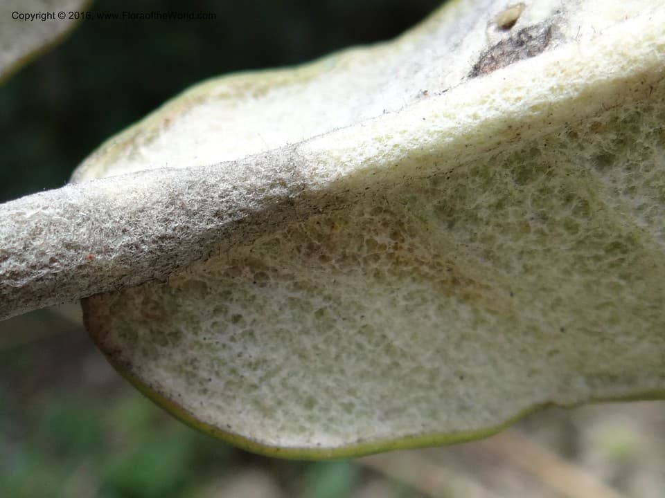 Sciodaphyllum P.Browne