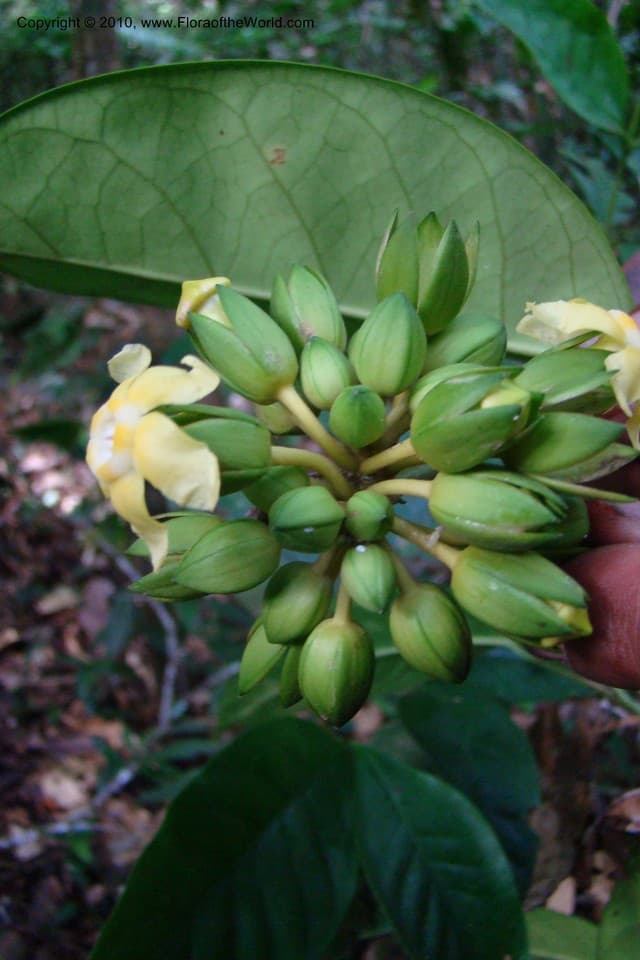 Prestonia rotundifolia K.Schum. ex Woodson
