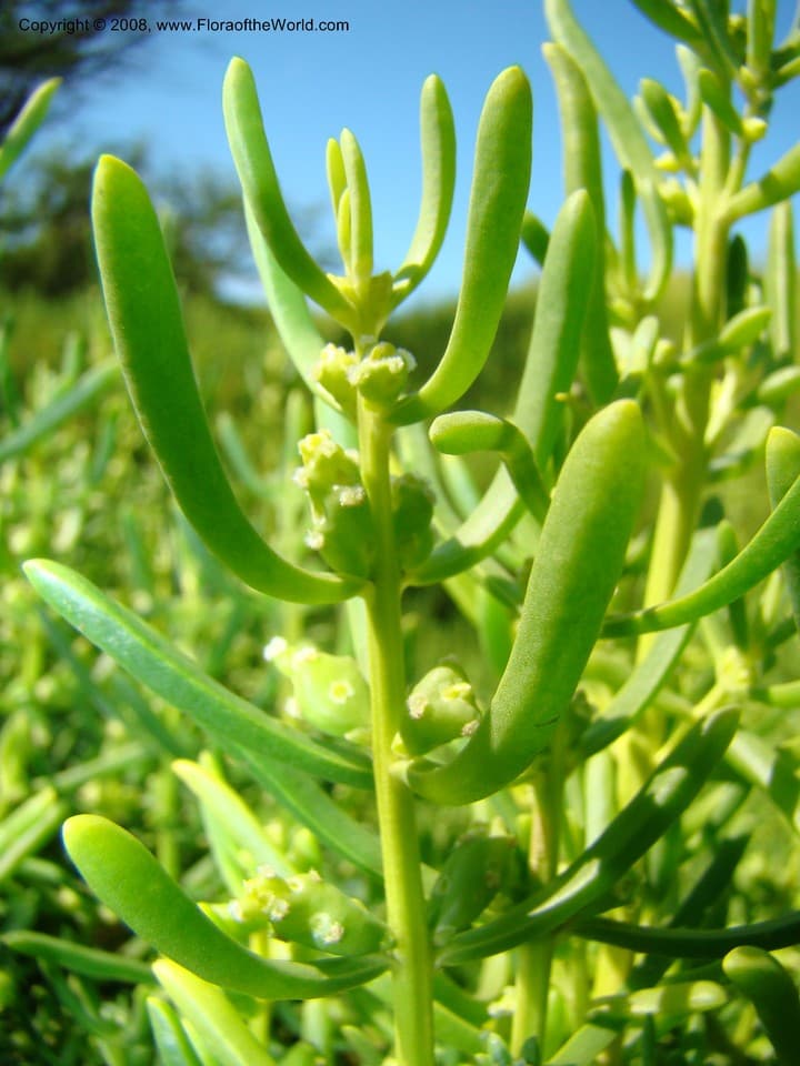 Batis maritima L.