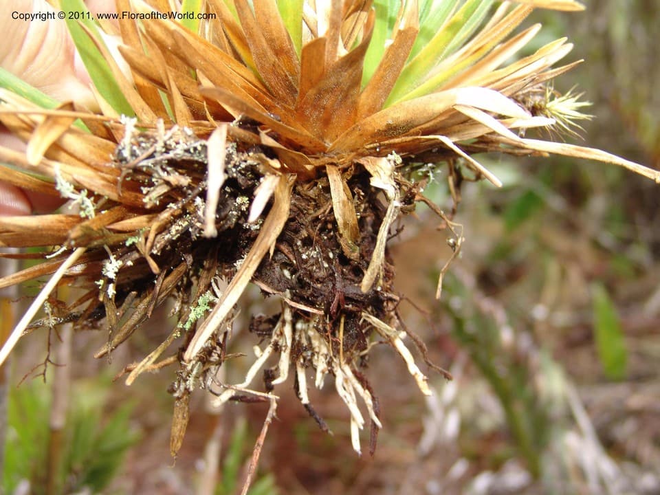 Eriocaulaceae Leiothrix flavescens (Bong.) Ruhland