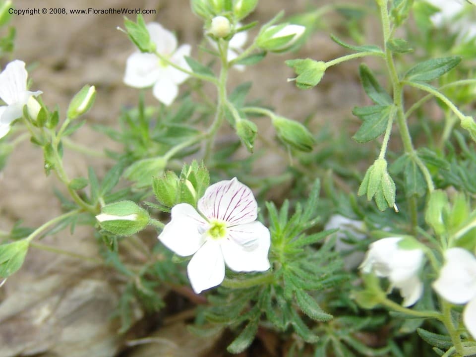 Veronica peduncularis M.Bieb.