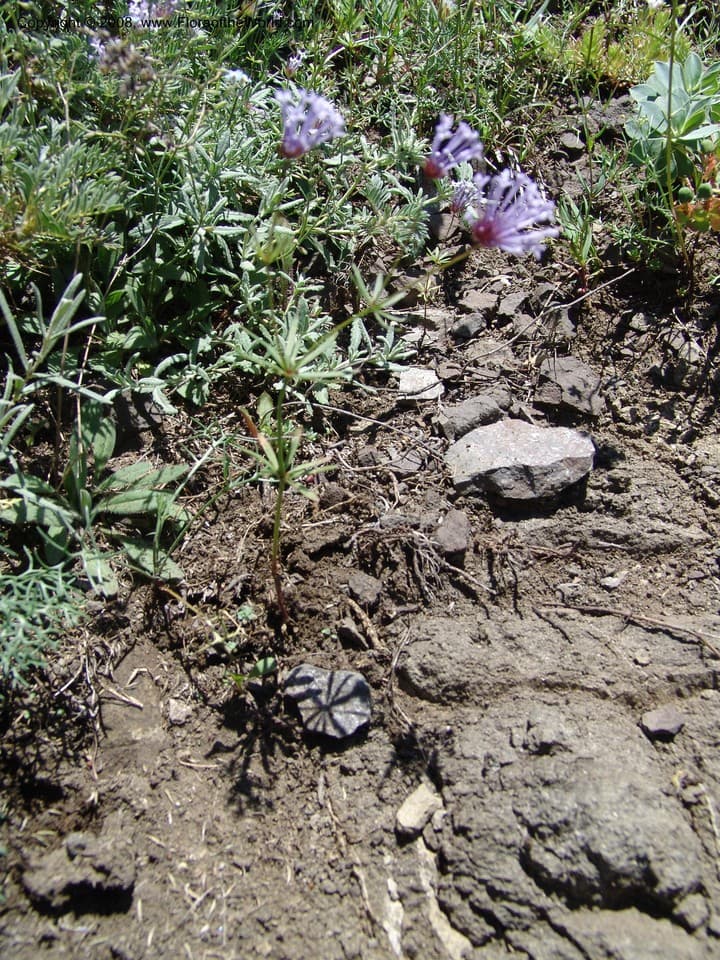 Rubiaceae Asperula azurea Jaub.