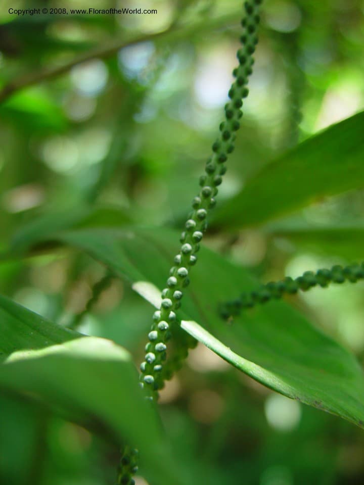Arecaceae Chamaedorea dammeriana Burret