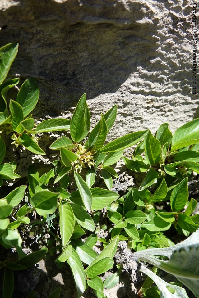 Rhamnaceae Rhamnus pumila Turra