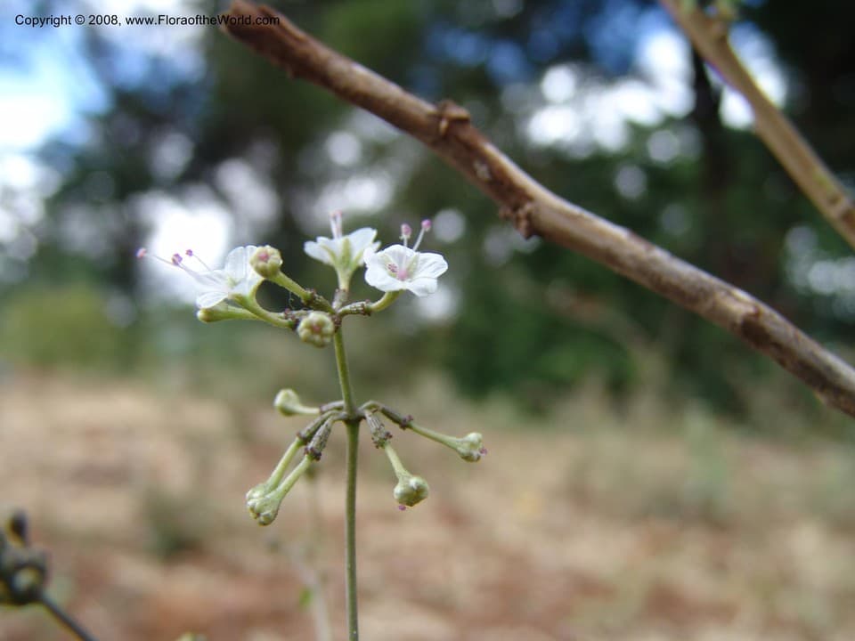 Commicarpus plumbagineus (Cav.) Standl.