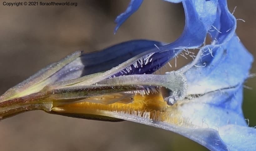 Lechenaultia biloba Lindl.