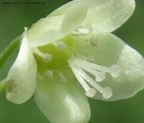 Persicaria pinetora (Hemsl.) H.Gross