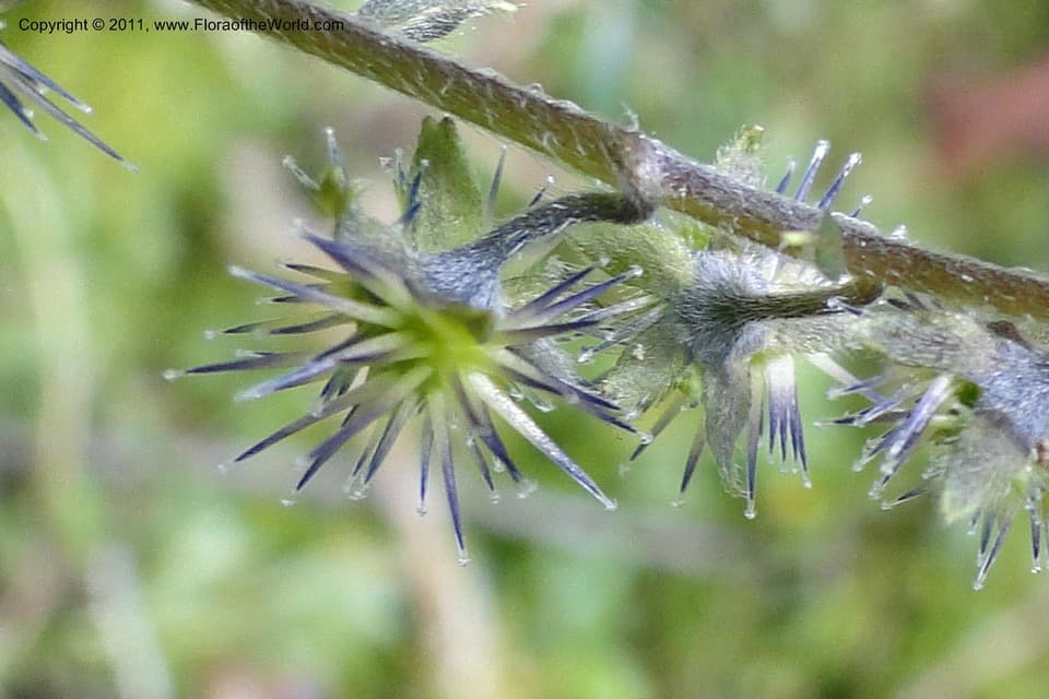 Hackelia mexicana (Cham. & Schltdl.) I.M.Johnst.