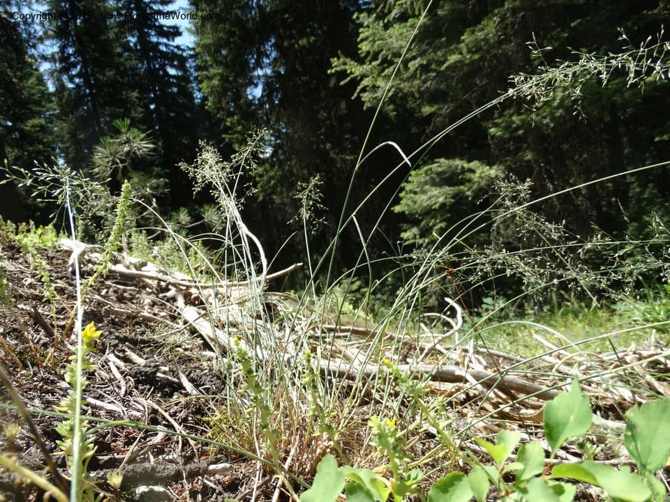 Poa secunda subsp. secunda