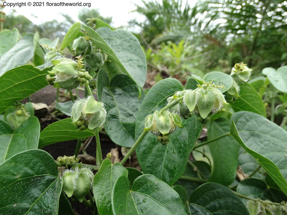 Megistostigma cordatum Merr.