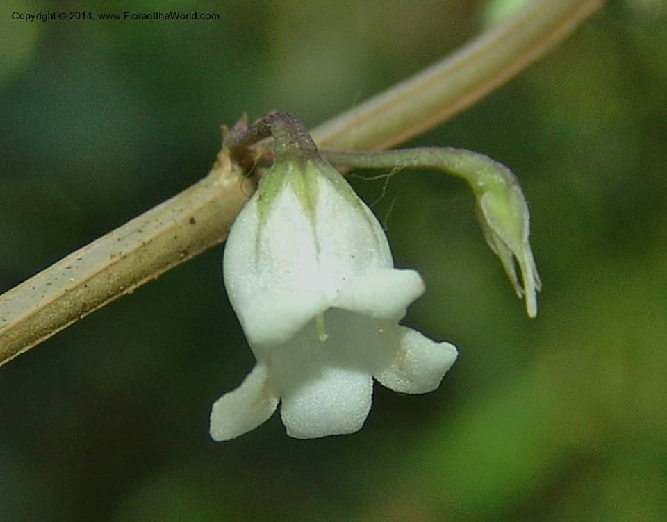 Basistemon silvaticus (Herzog) Baehni & J.F.Macbr.