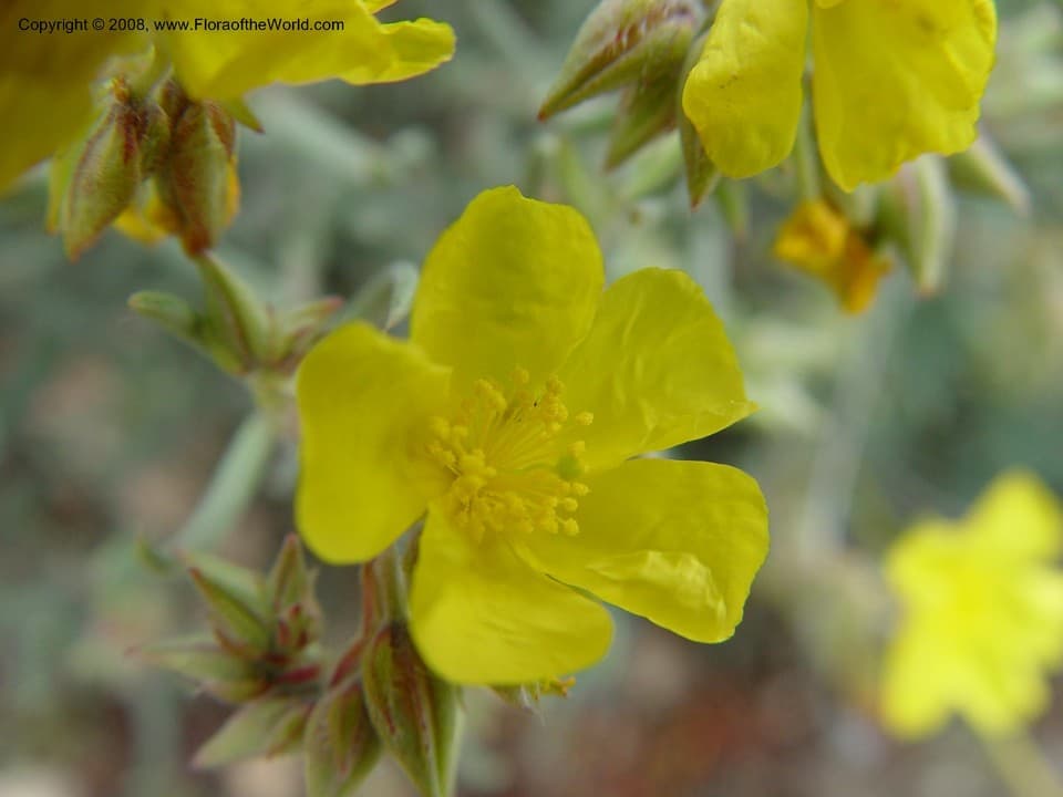 Helianthemum syriacum (Jacq.) Dum.Cours.