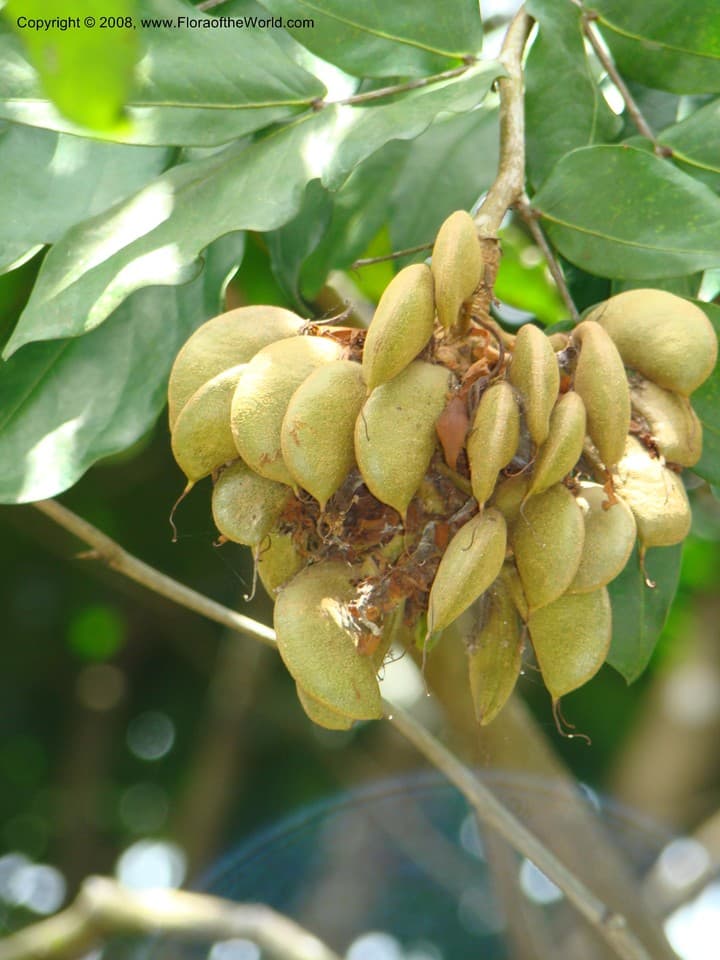 Fabaceae Maniltoa browneoides Harms