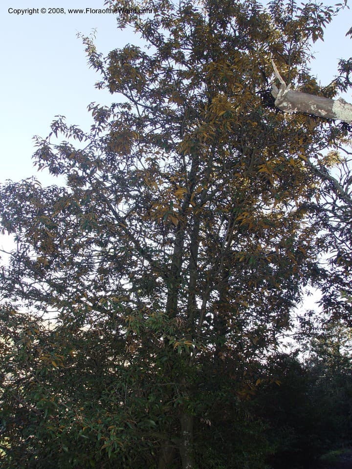 Chrysolepis chrysophylla var. minor (Benth.) Munz