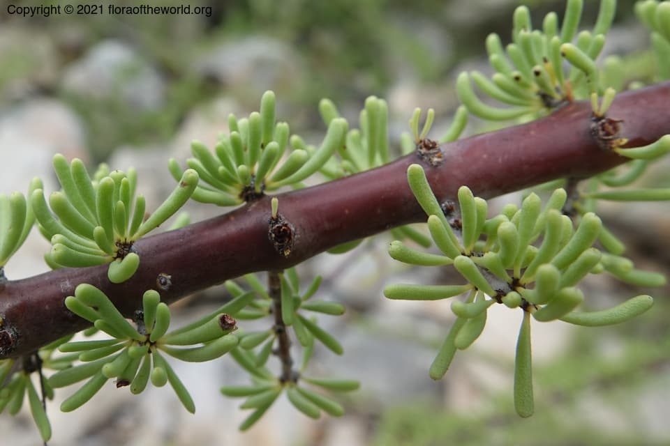 Didiereaceae Ceraria longipedunculata Merxm. & Podlech