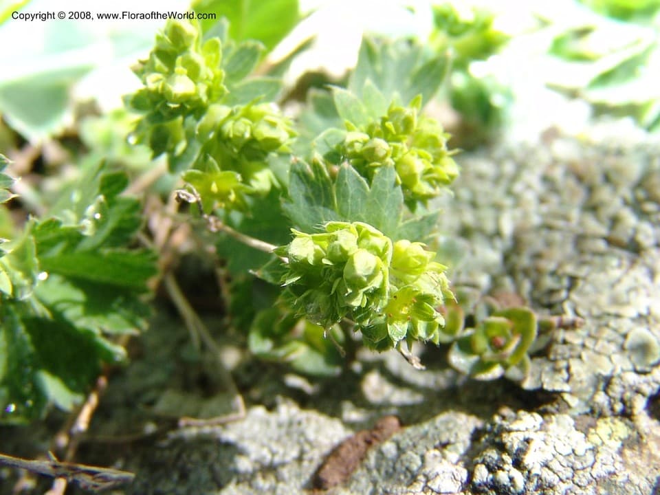 Alchemilla erythropoda Juz.