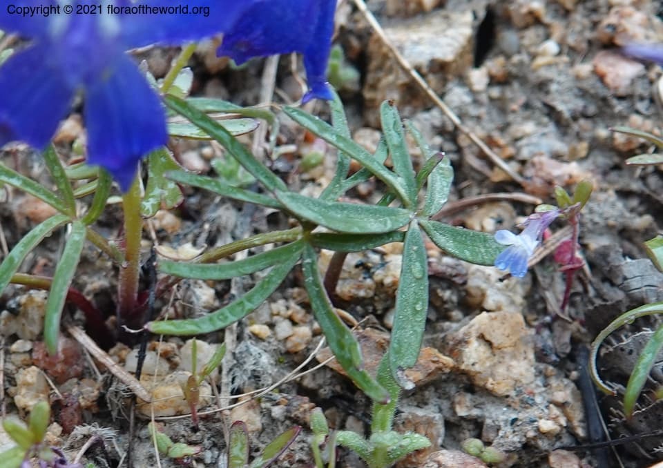 Delphinium nuttallianum Pritz. ex Walp.
