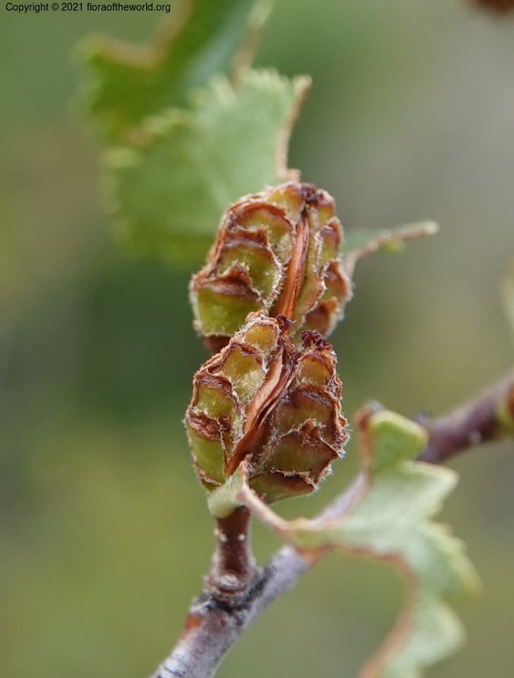 Nothofagus obliqua (Mirb.) Oerst.