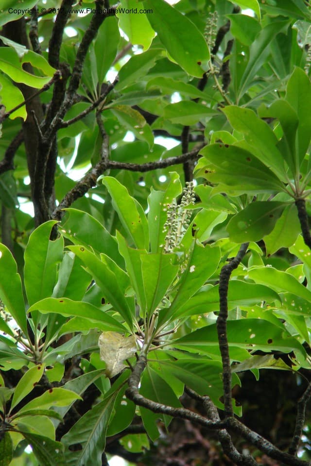 Cornaceae Diplopanax vietnamensis Aver. & T. H. Nguyên