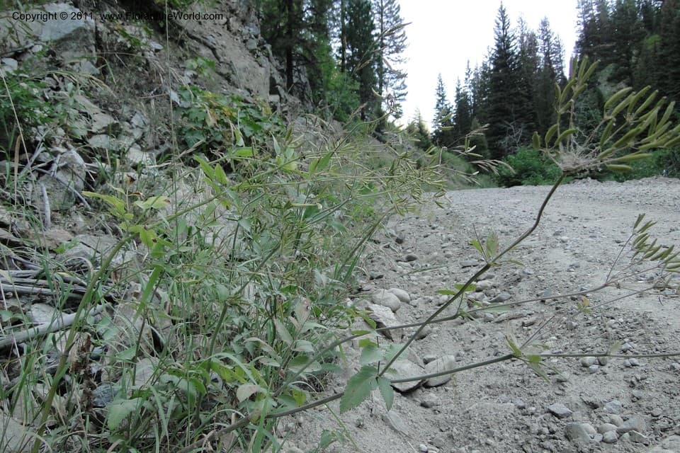 Apiaceae Osmorhiza occidentalis (Nutt. ex Torr. & A. Gray) Torr.
