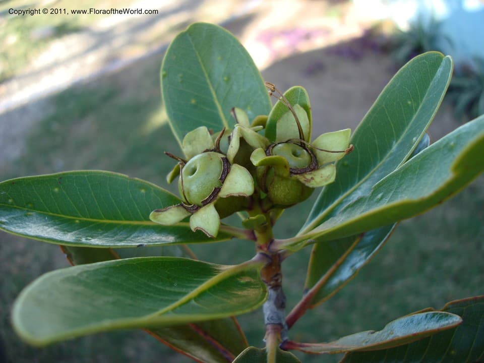 Myrtaceae Xanthostemon