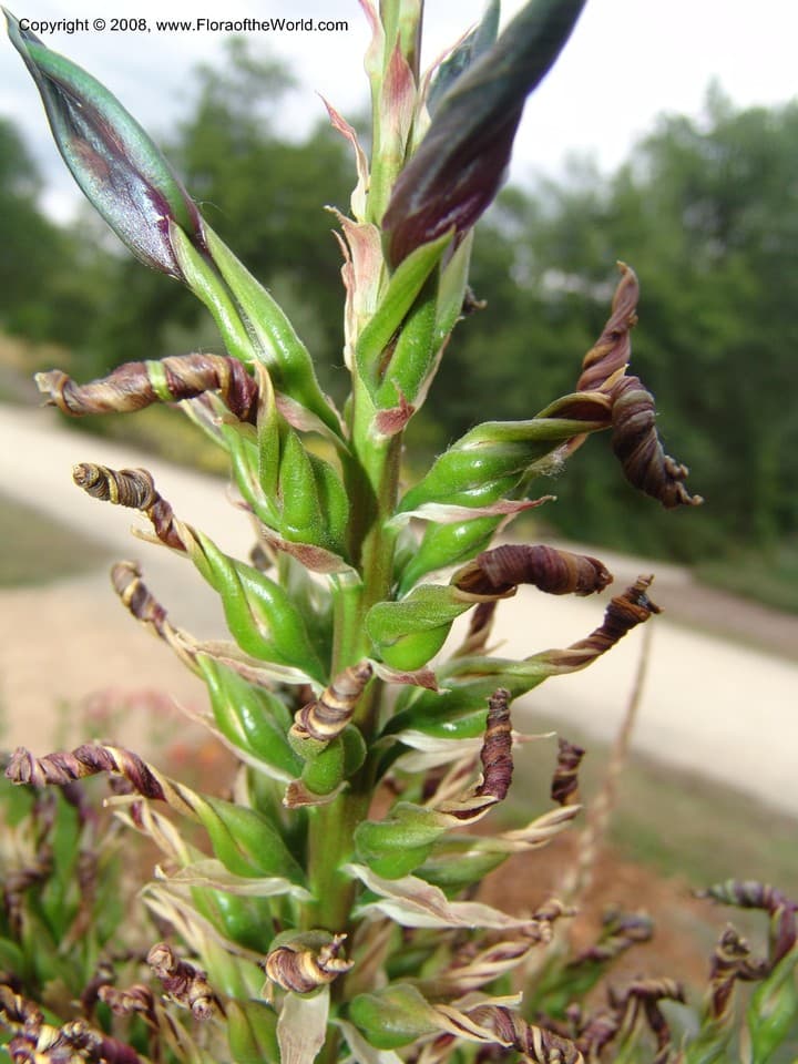 Puya ×berteroniana Mez