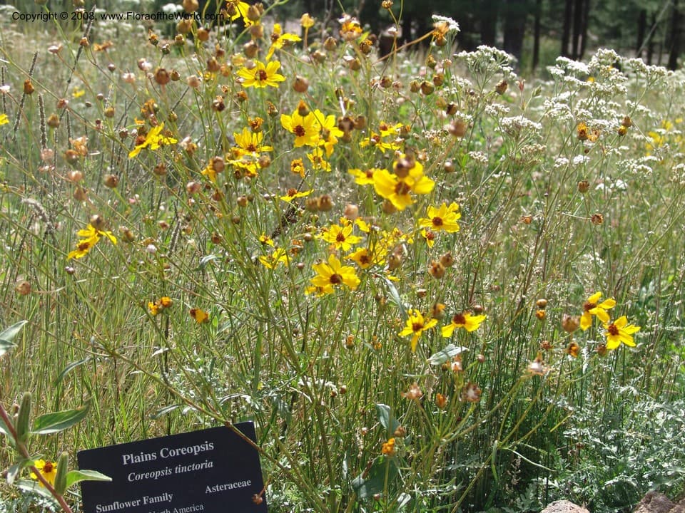 Asteraceae Coreopsis tinctoria Nutt.