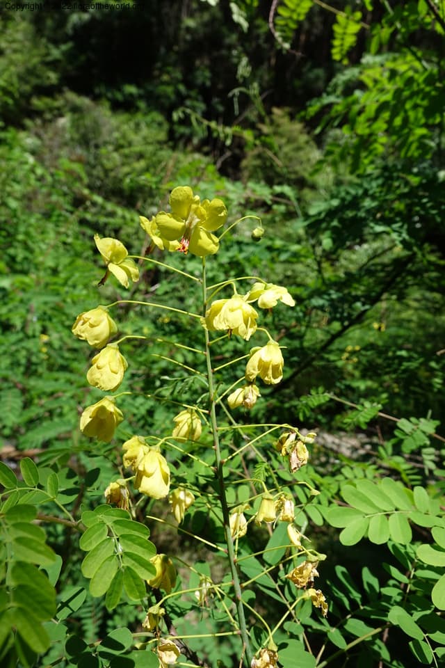 Caesalpinia Plum. ex L.