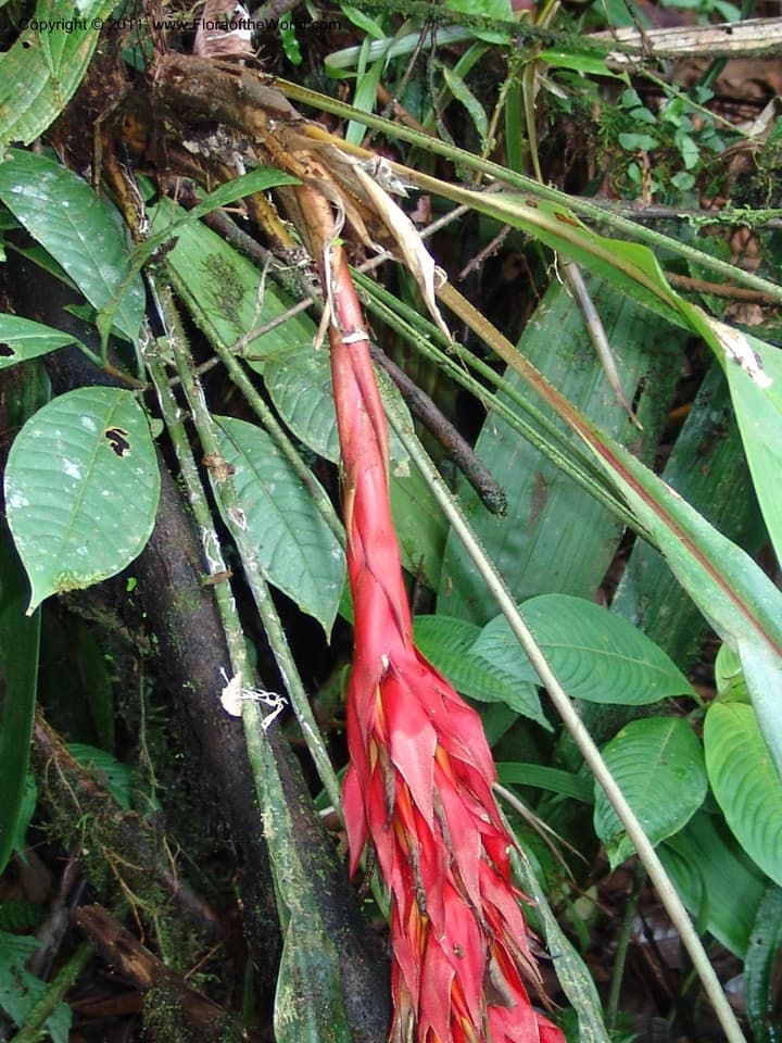 Pitcairnia ferrell-ingramiae H.Luther & Dalström