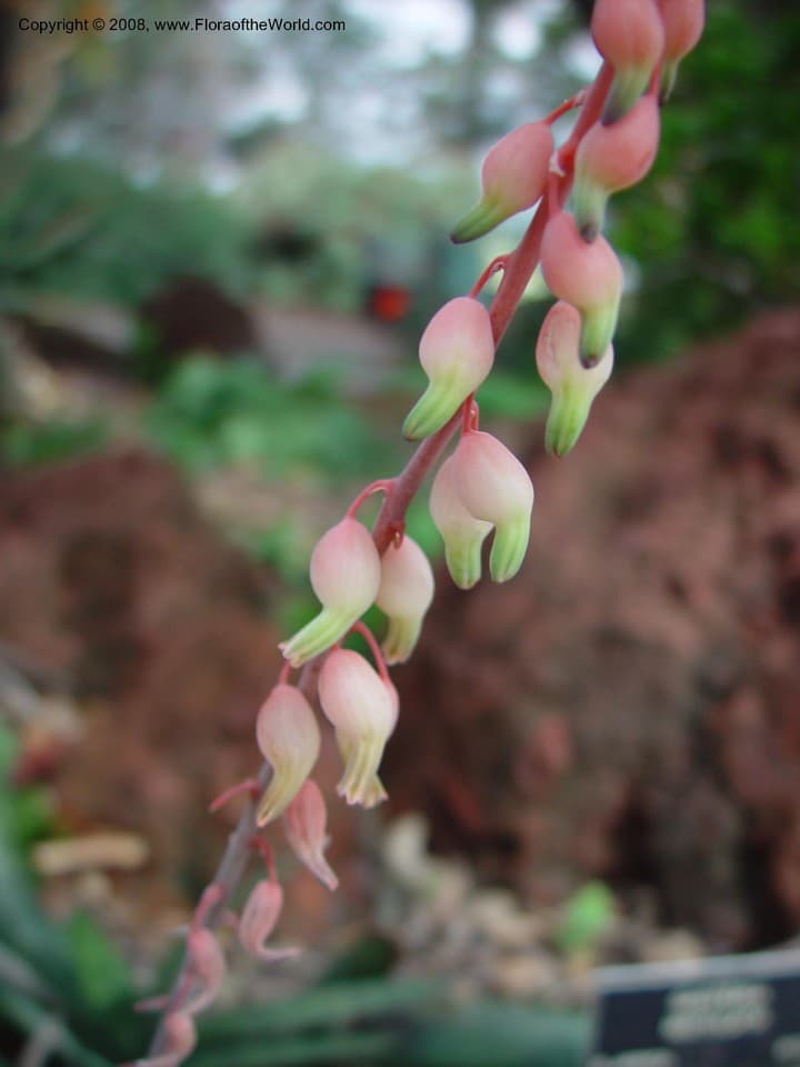 Xanthorrhoeaceae Gasteria maculata Haw.