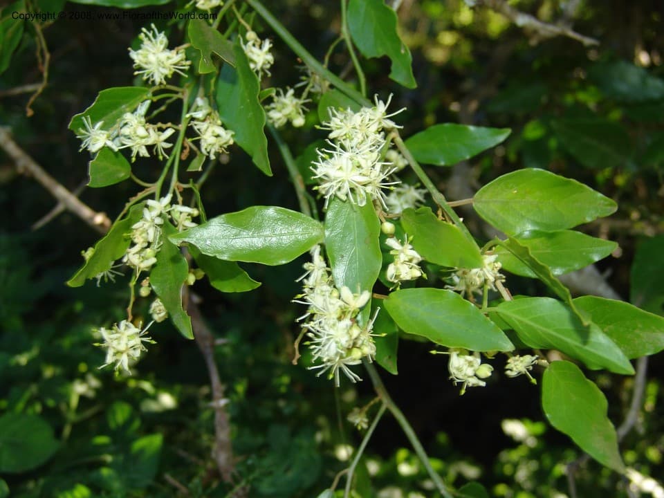 Capparis fascicularis DC.