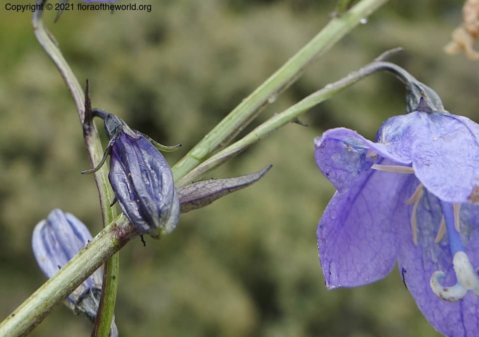 Adenophora jasionifolia Franch.
