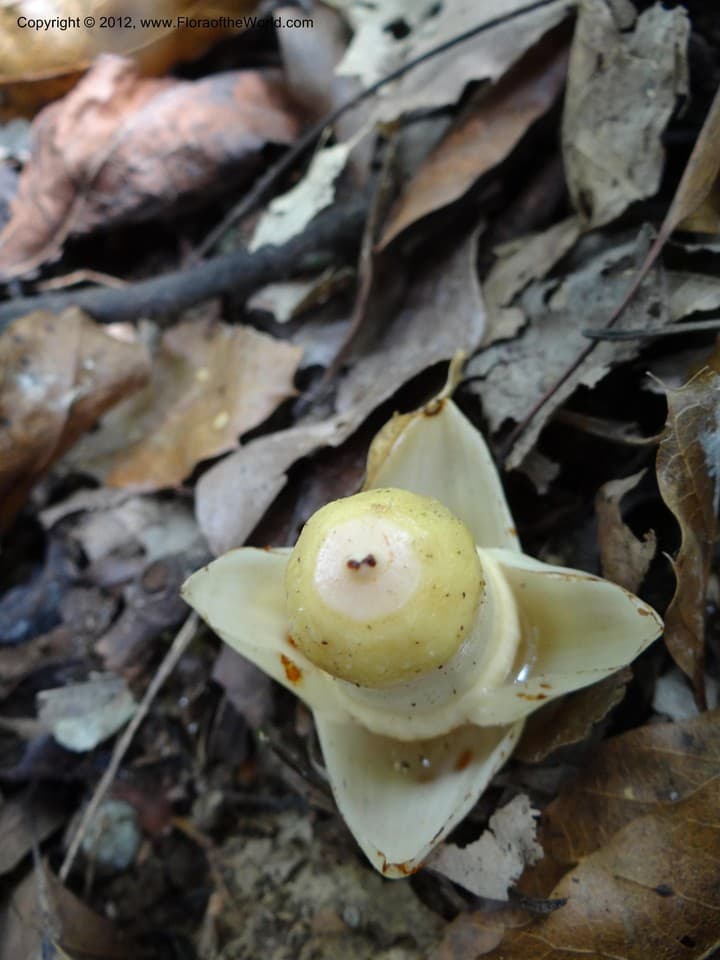 Mitrastemon matudae Yamam.