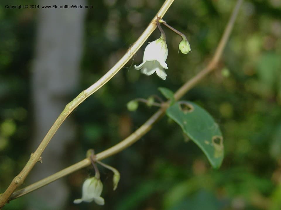 Basistemon silvaticus (Herzog) Baehni & J.F.Macbr.