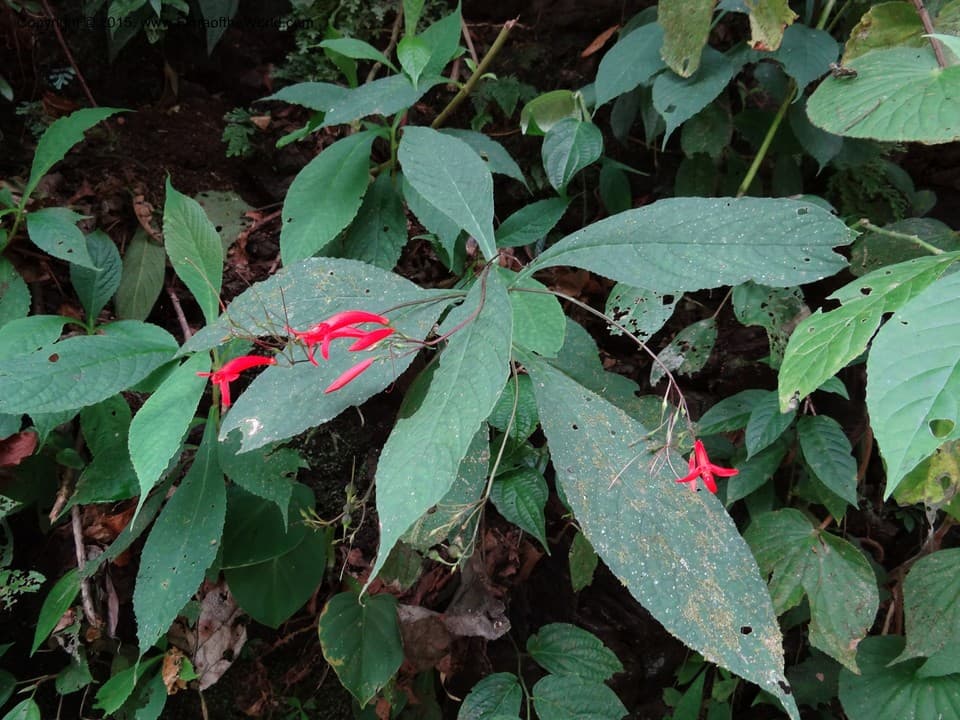 Tetranema gamboanum Grayum & Hammel
