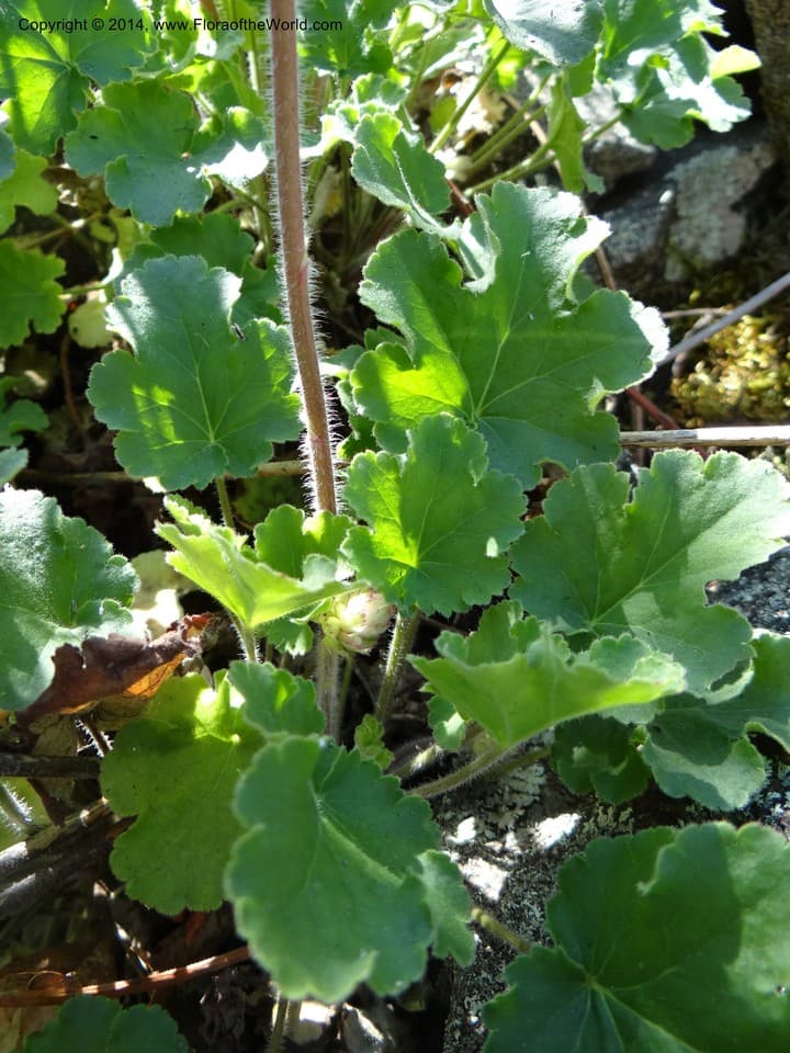 Heuchera cylindrica Douglas