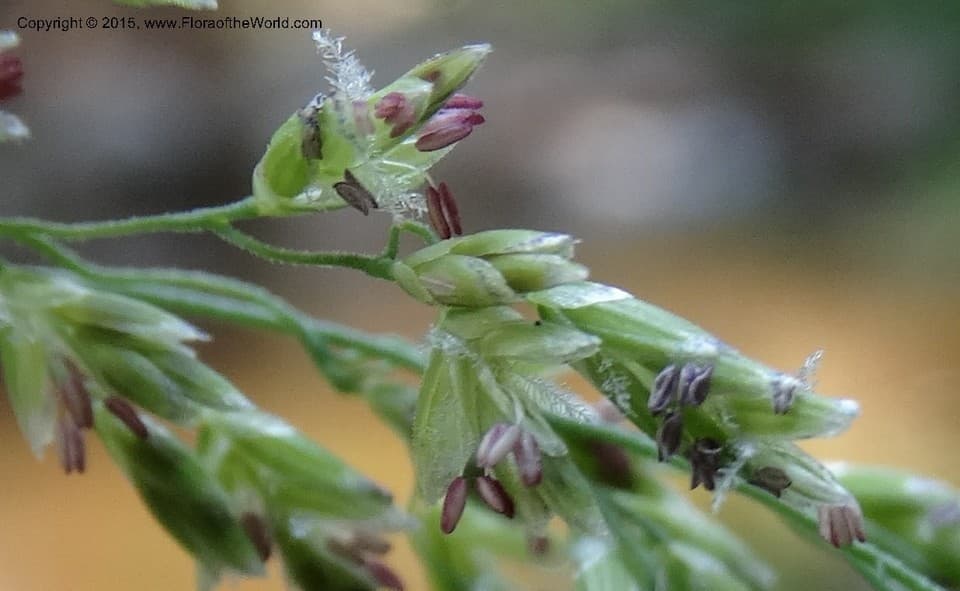 Poaceae Torreyochloa pallida pauciflora (Torr.) G.L. Church